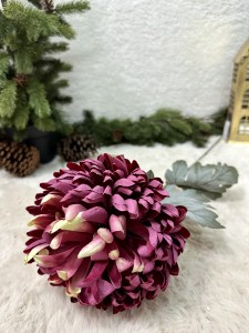 Chryzantema bordowa  77    