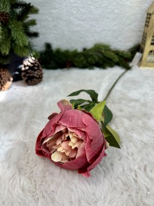 Piwonia borodowa 67 